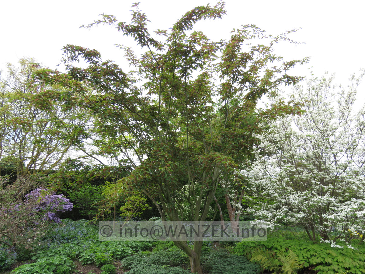 Acer davidii Ernest Wilson  Solitaer 4m.JPG